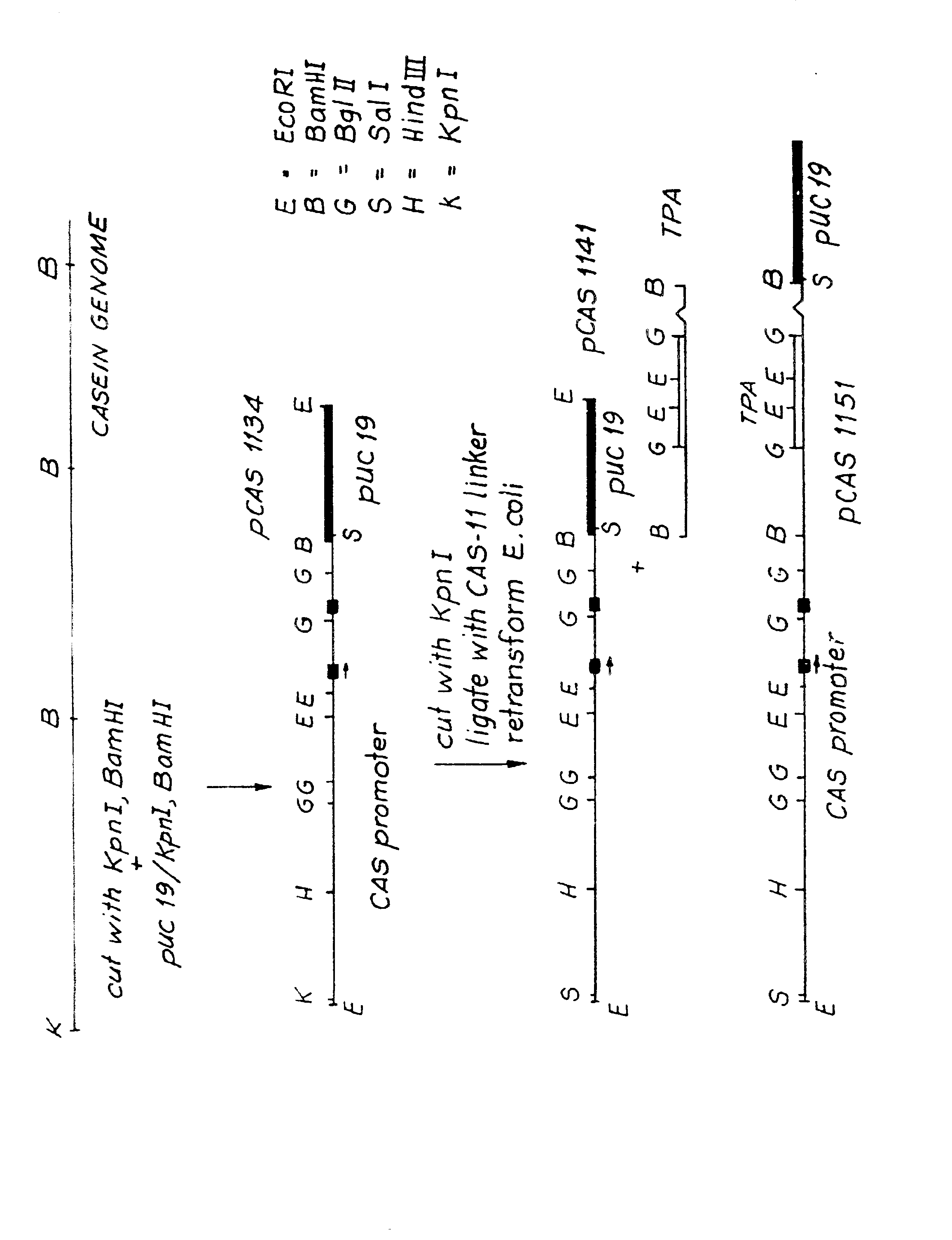 Expression of proteins in milk