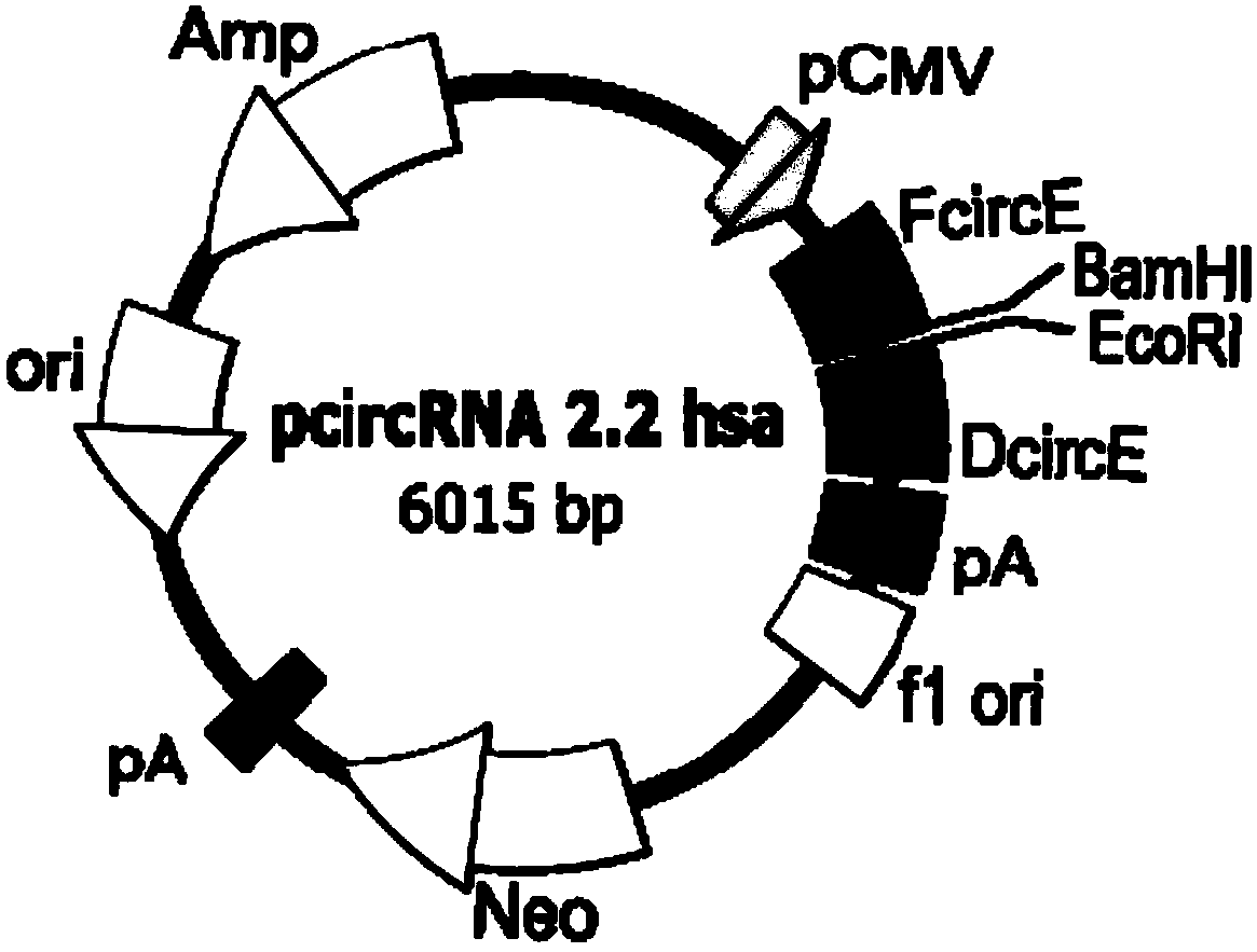 Human circular RNA overexpression vector framework and overexpression vector and preparation methods of overexpression vector framework and overexpression vector