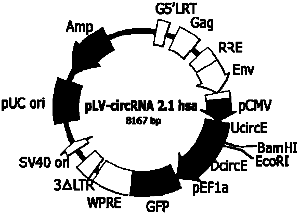 Human circular RNA overexpression vector framework and overexpression vector and preparation methods of overexpression vector framework and overexpression vector