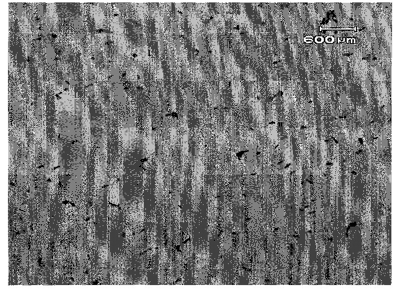 Lactobacillus plantarum strain and application thereof