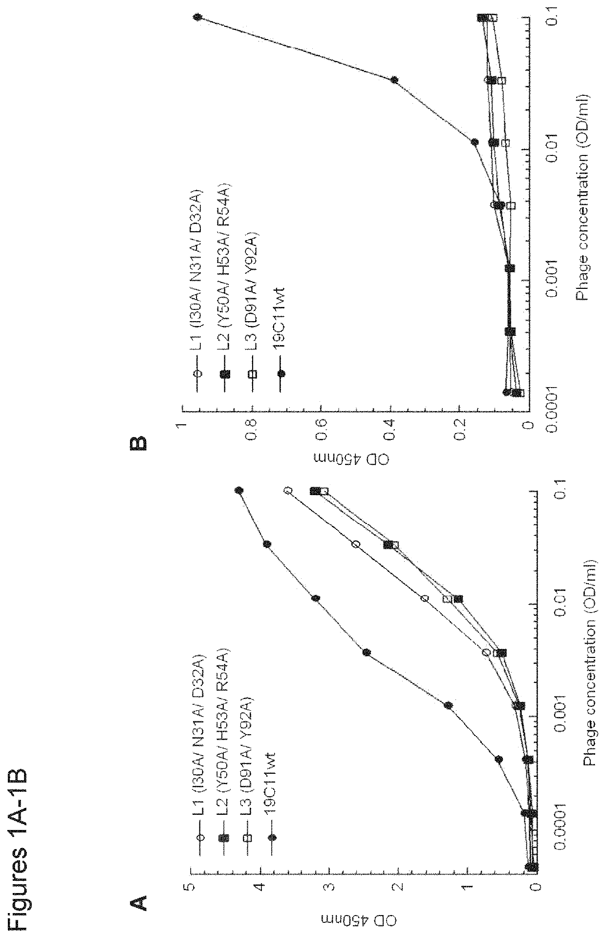 Dual specific antibodies