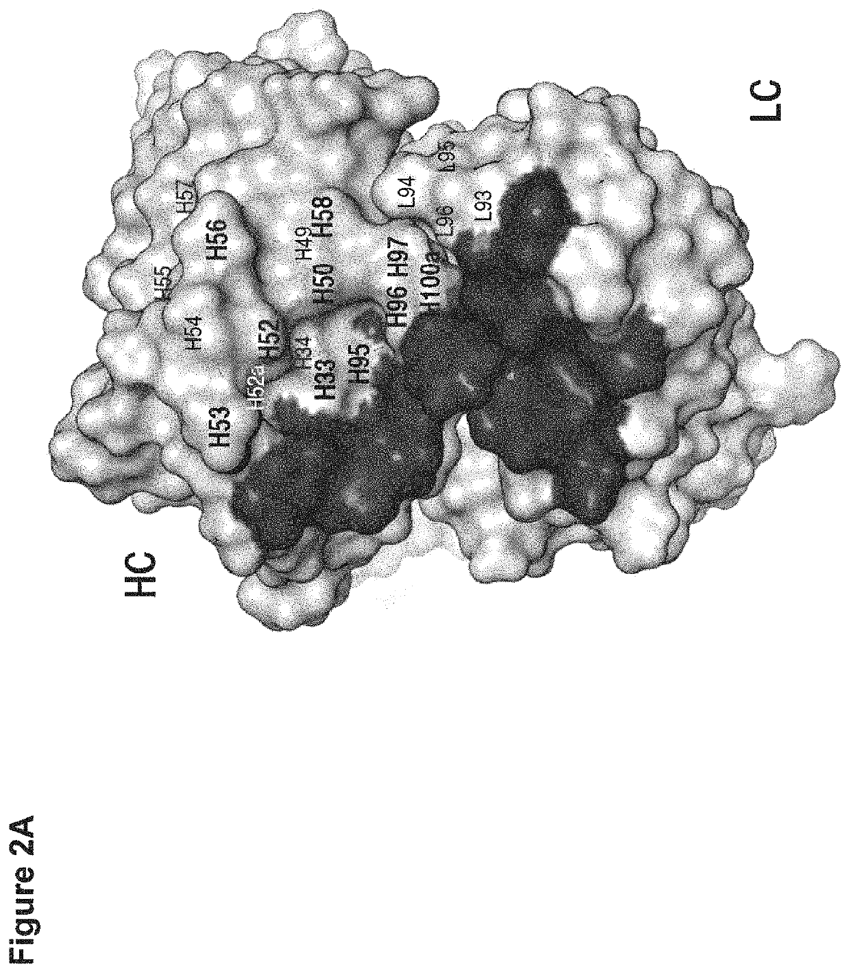 Dual specific antibodies