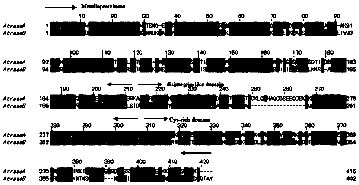 Anticoagulant drug based on cobra venom piii type metalloprotease and its application