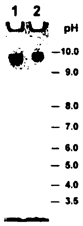 Anticoagulant drug based on cobra venom piii type metalloprotease and its application