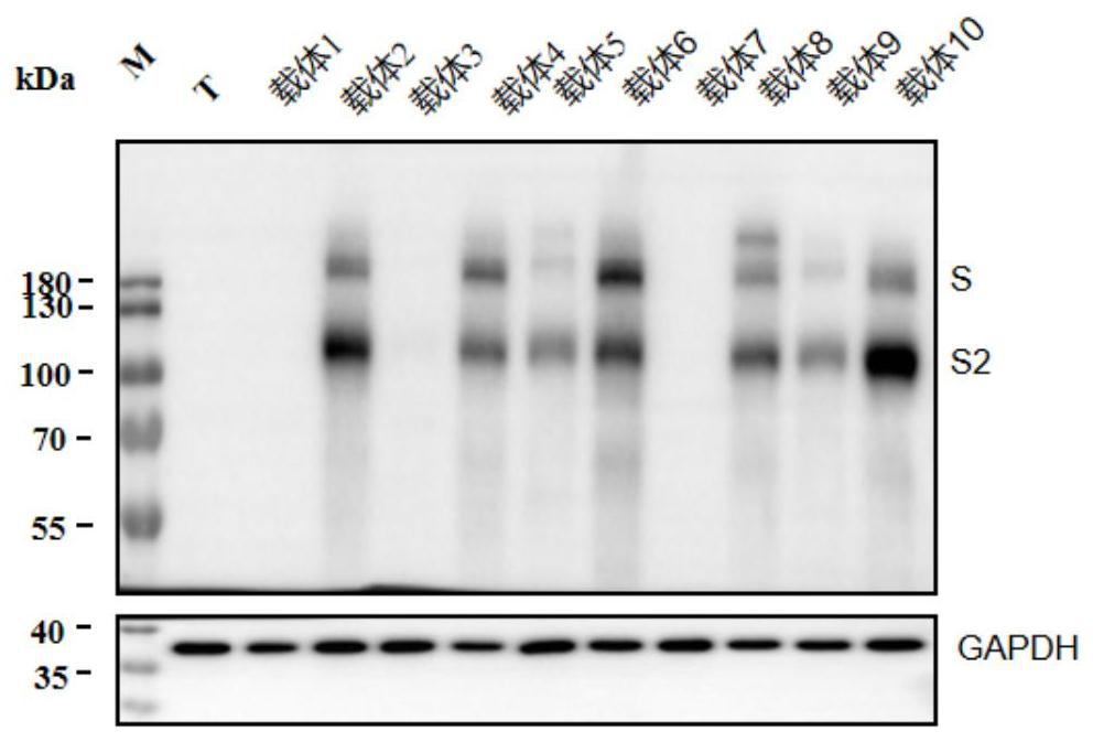 Lentivirus packaging vector system, lentivirus, construction method of lentivirus and kit