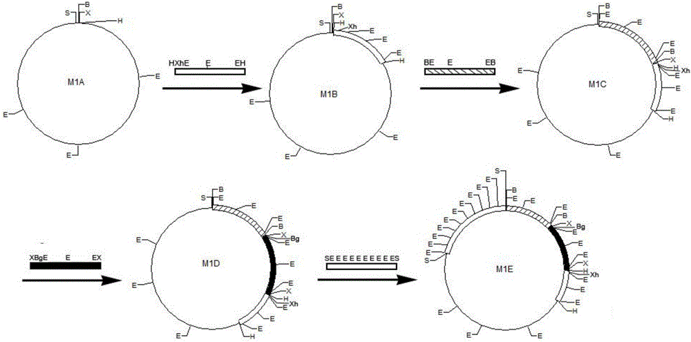 Small-DNA-molecular-weight standard, and standard plasmid and preparation method thereof