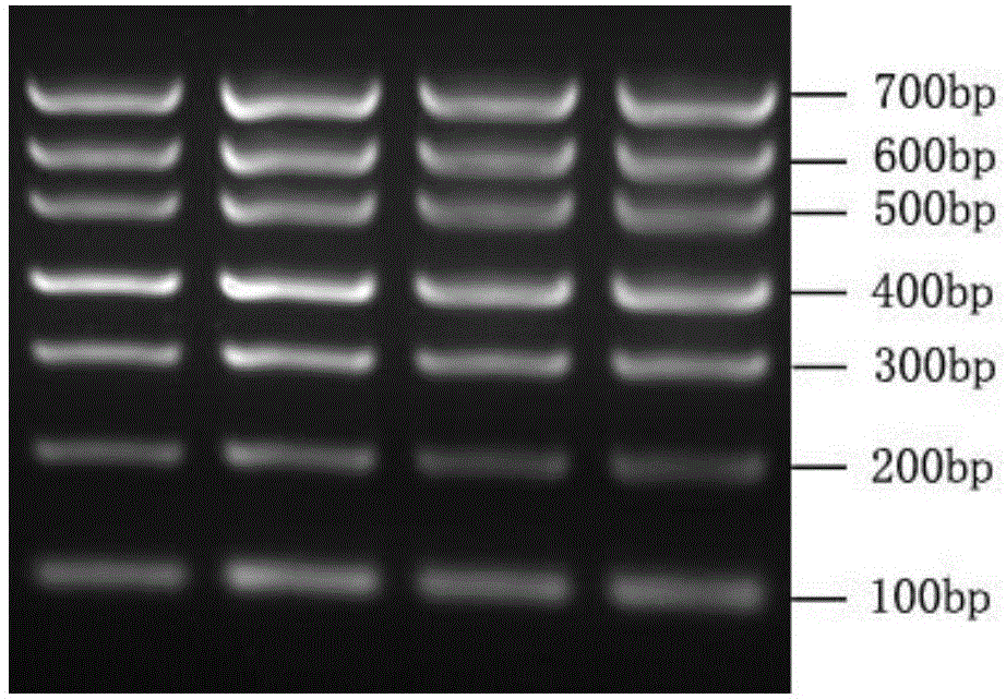 Small-DNA-molecular-weight standard, and standard plasmid and preparation method thereof