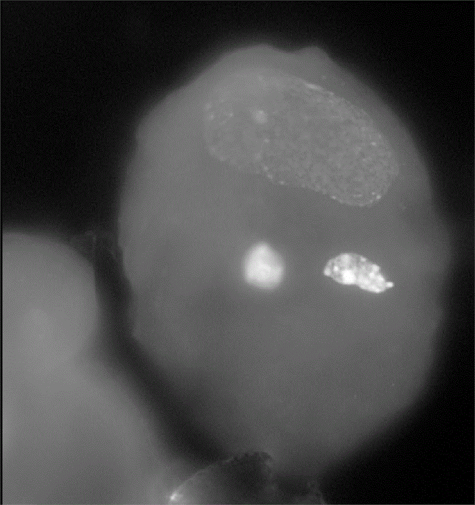 Method for fluorescent in situ hybridization of Chinese cabbage mature pollen cells