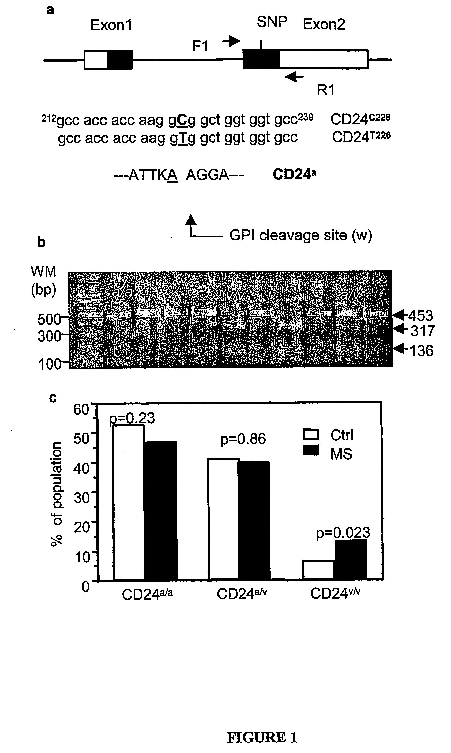 Polymorphic Cd24 Genotypes that are Predictive of Multiple Sclerosis Risk and Progression