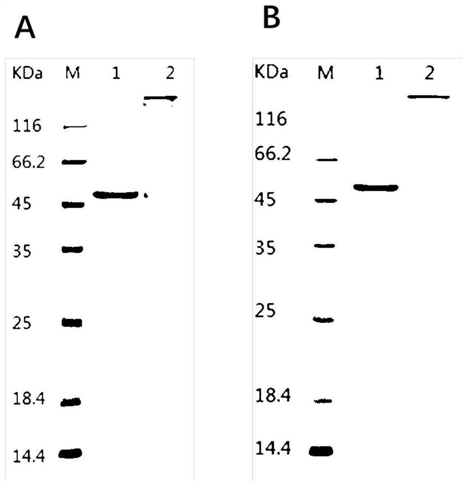 Humanized anti-mycobacterium tuberculosis complex LAM monoclonal antibody and preparation and application thereof