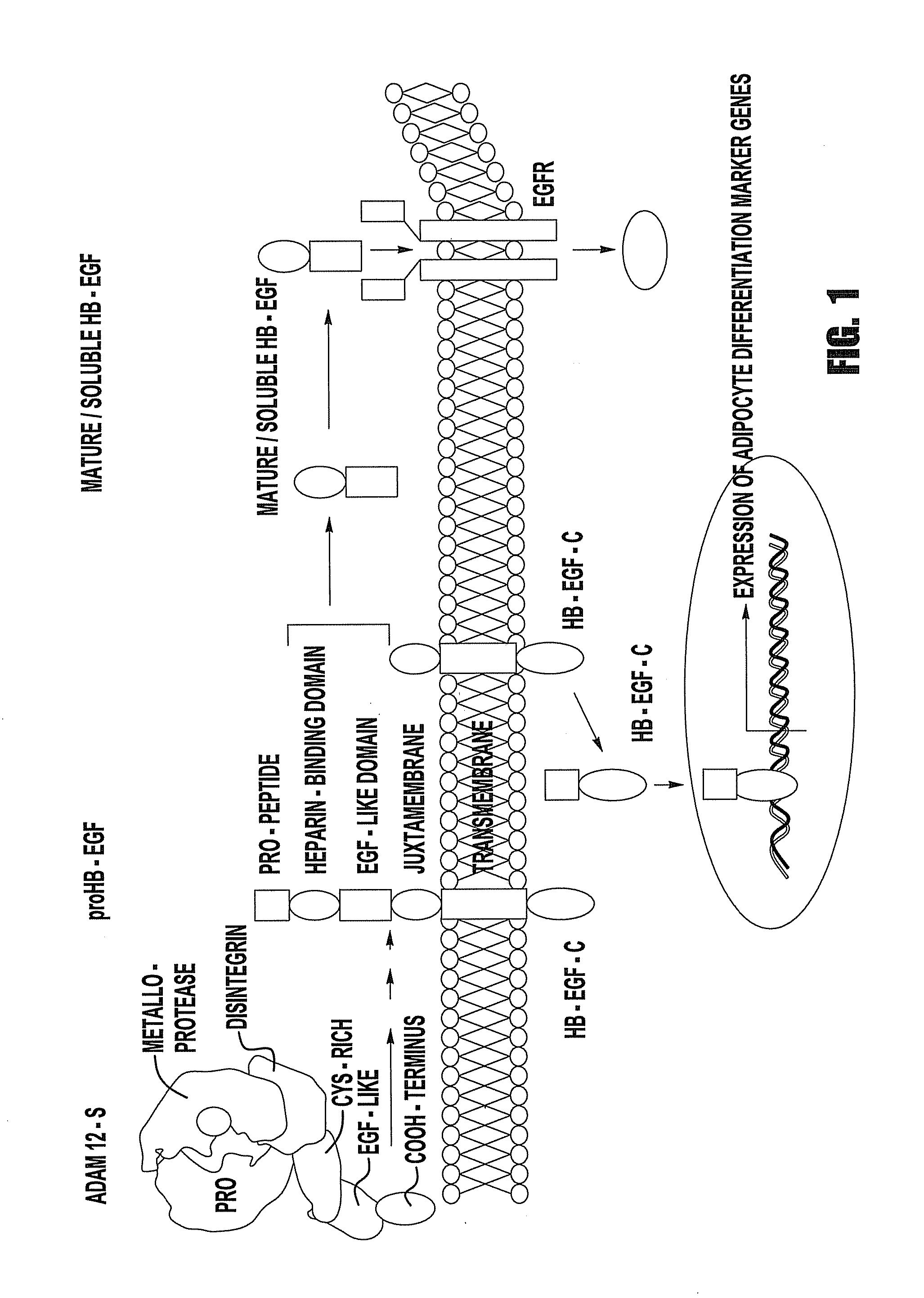 Cell transdifferentiation into brown adipocytes