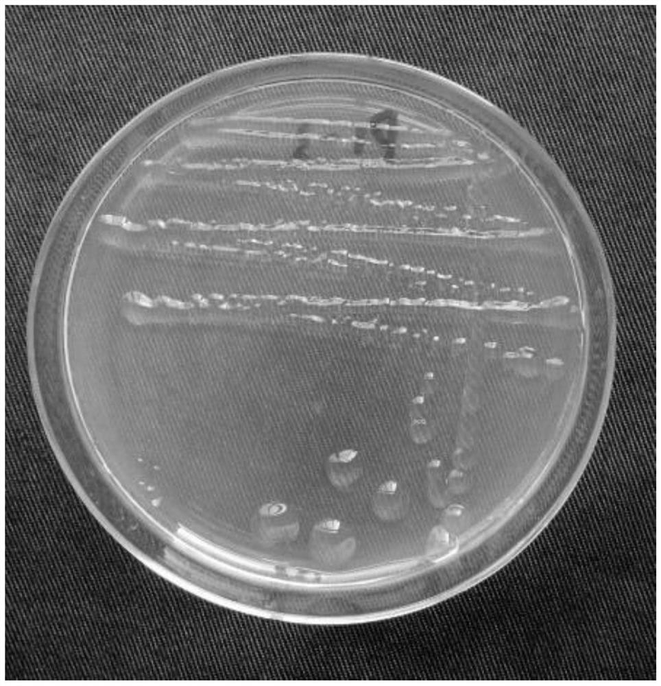 A spindle-shaped lysine bacillus and its application in ecological reconstruction of mining area reclamation