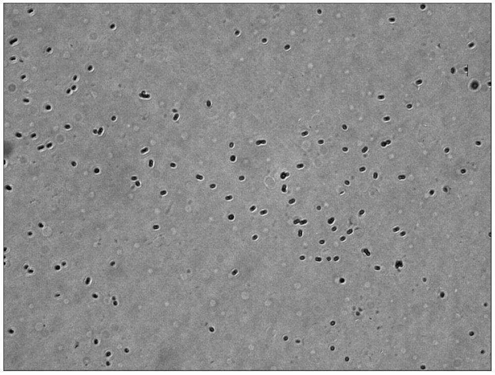 A spindle-shaped lysine bacillus and its application in ecological reconstruction of mining area reclamation