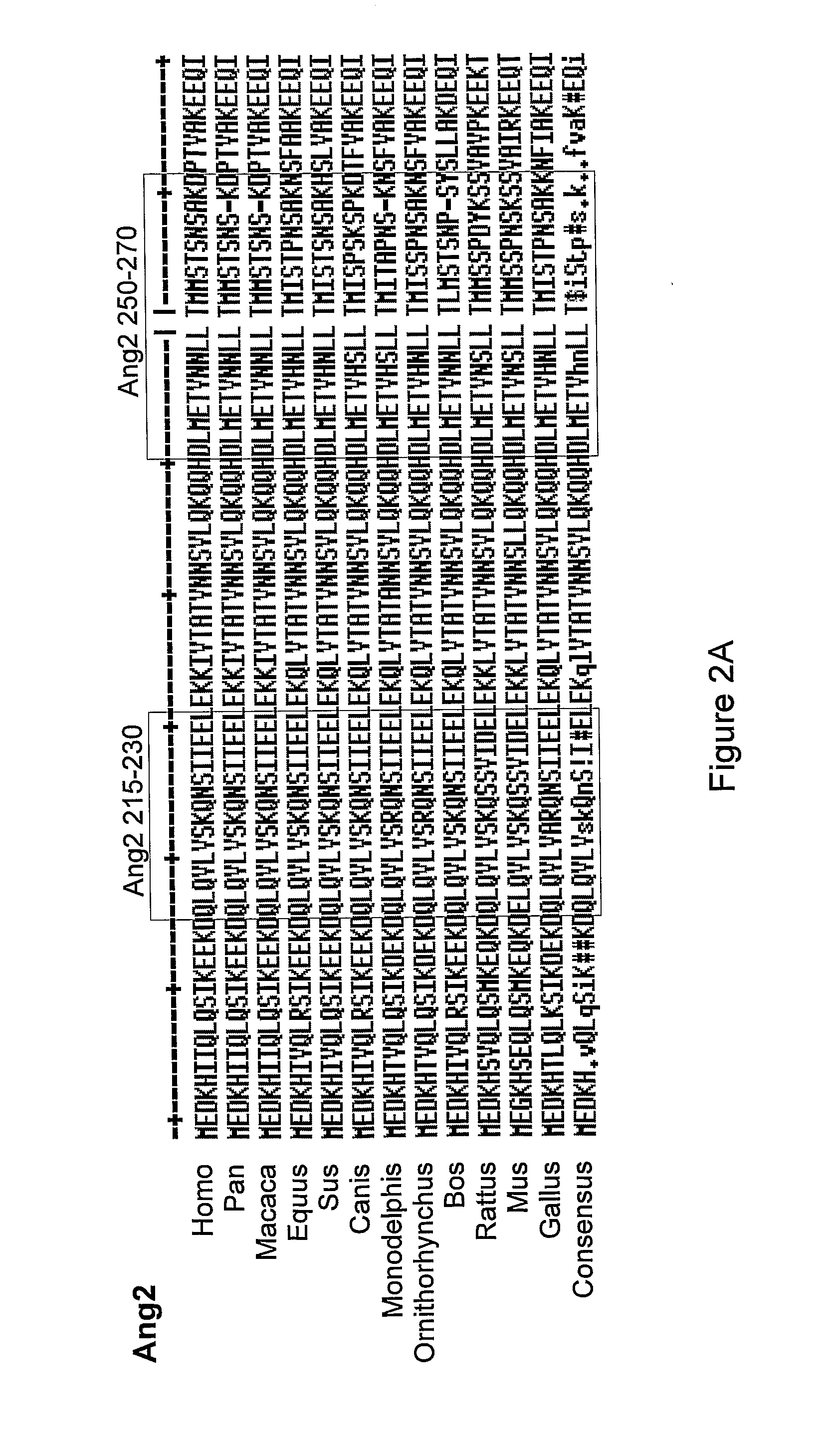 Angiopoietin derived peptides