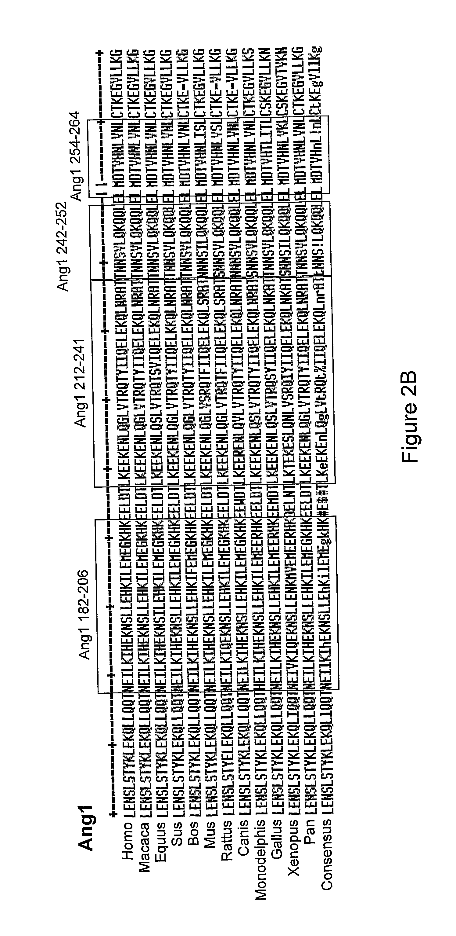 Angiopoietin derived peptides