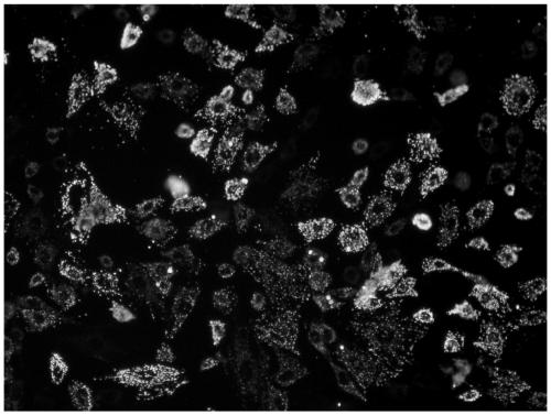 Astaxanthin and doxorubicin combined preparation and application thereof