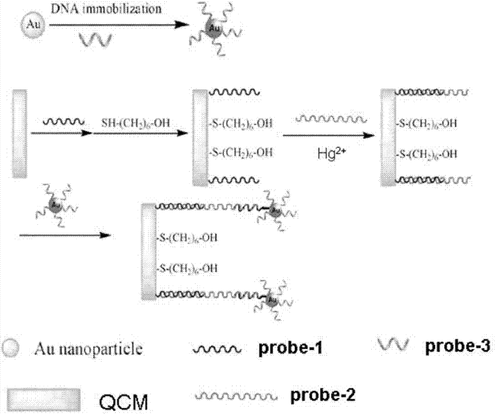 Method for detecting mercury ion concentration of water sample