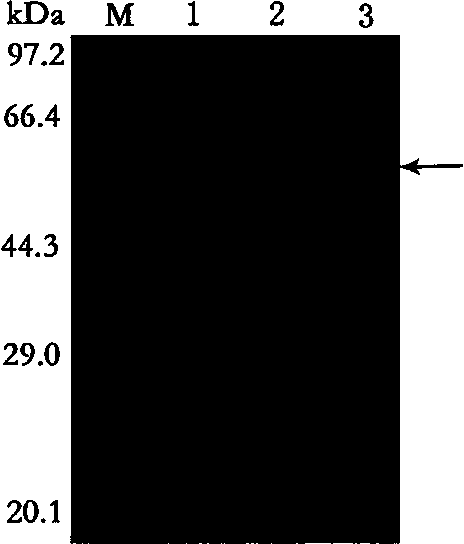 Beta-glucosidase gene for efficiently hydrolyzing soybean isoflavone glycoside and application thereof