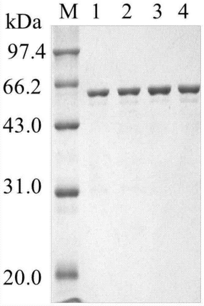 A sucrose isomerase mutant with improved thermostability and catalytic efficiency