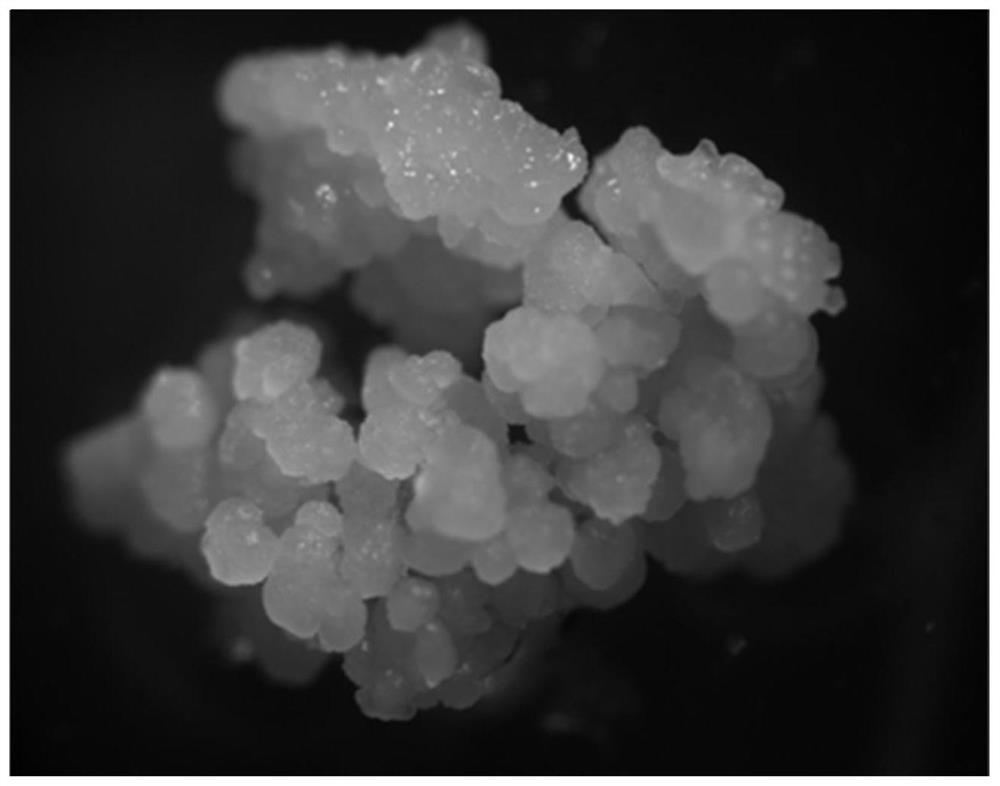 Obtaining embryogenic callus of millet for genetic transformation and method of genetic transformation