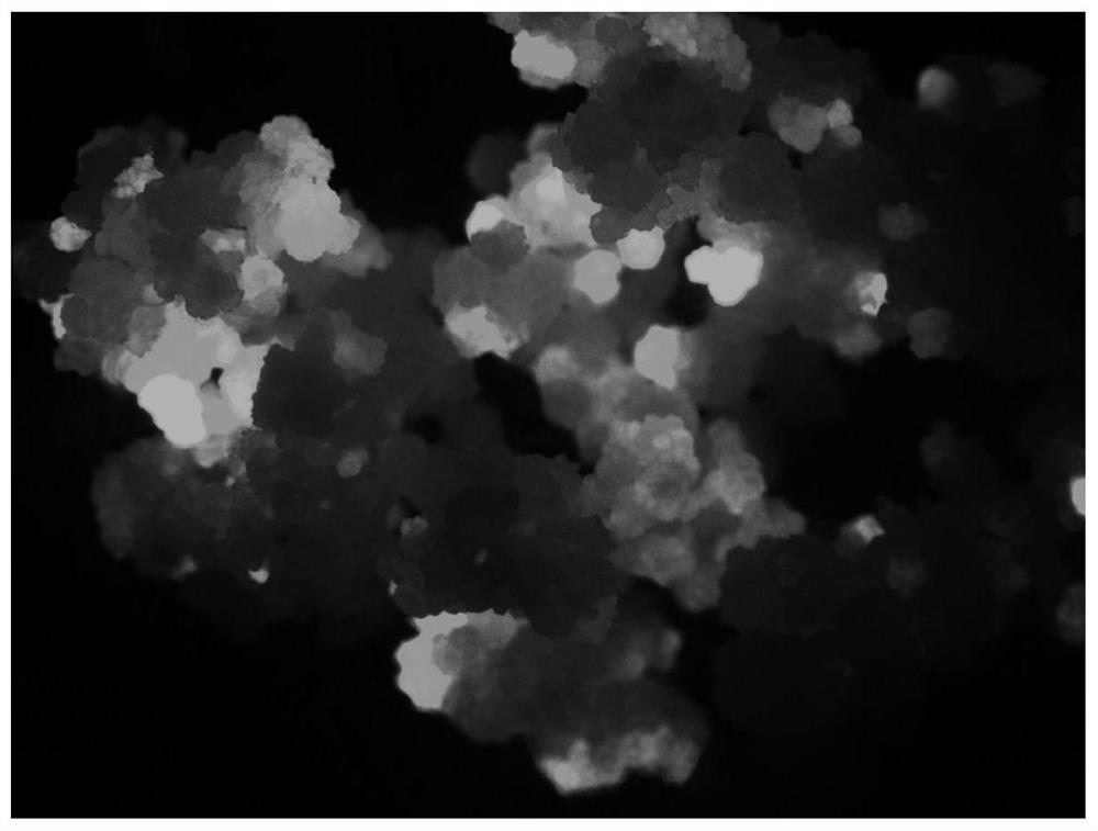 Obtaining embryogenic callus of millet for genetic transformation and method of genetic transformation