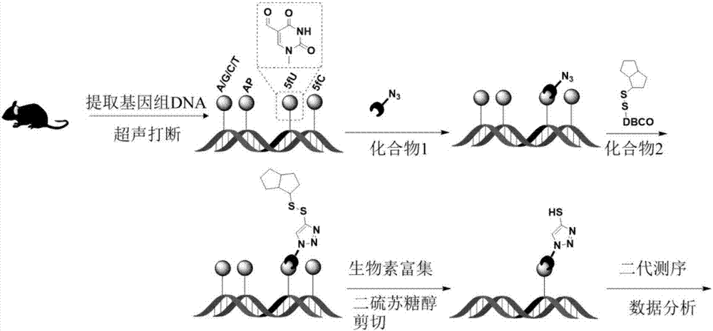 Compounds for specifically and chemically marking 5-aldehyde uracil and marking method and application