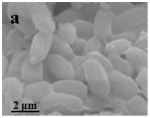 Achromobacter sp. capable of enduring zinc ion toxicity and application of Achromobacter sp.