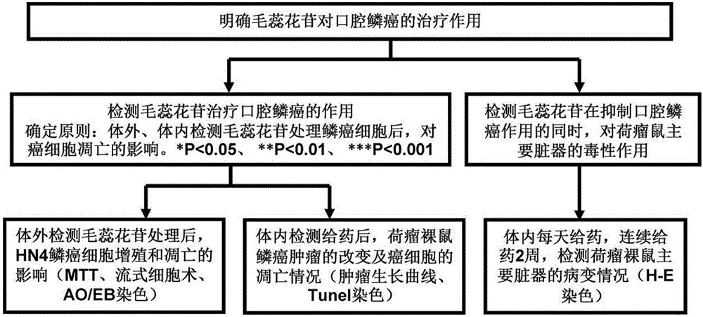 Application of verbascoside in preparation of medicine for treating oral squamous cell carcinoma