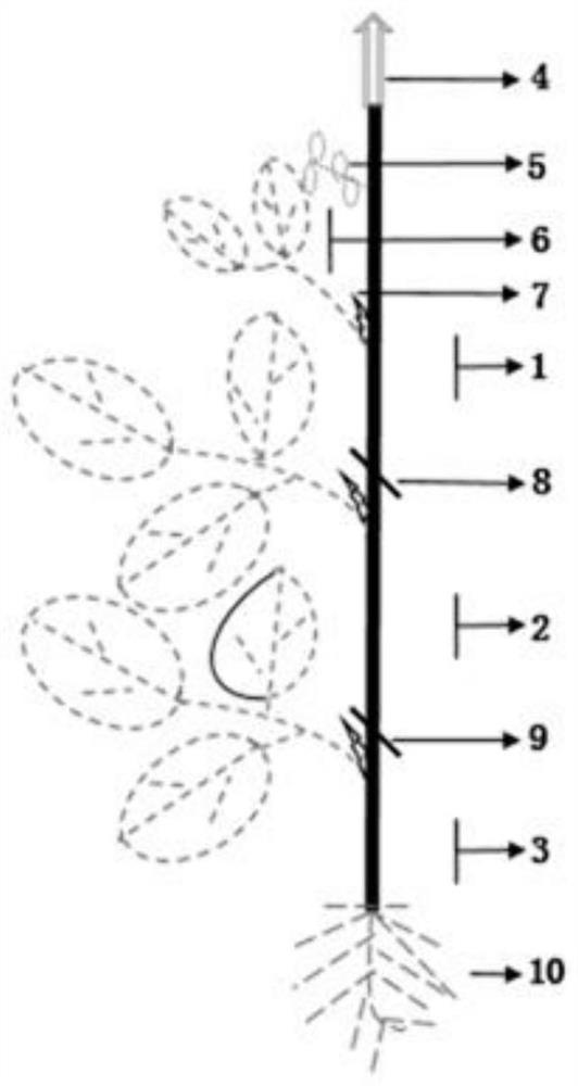 Rapid propagation method for high-quality solanum lycopersicum seedlings