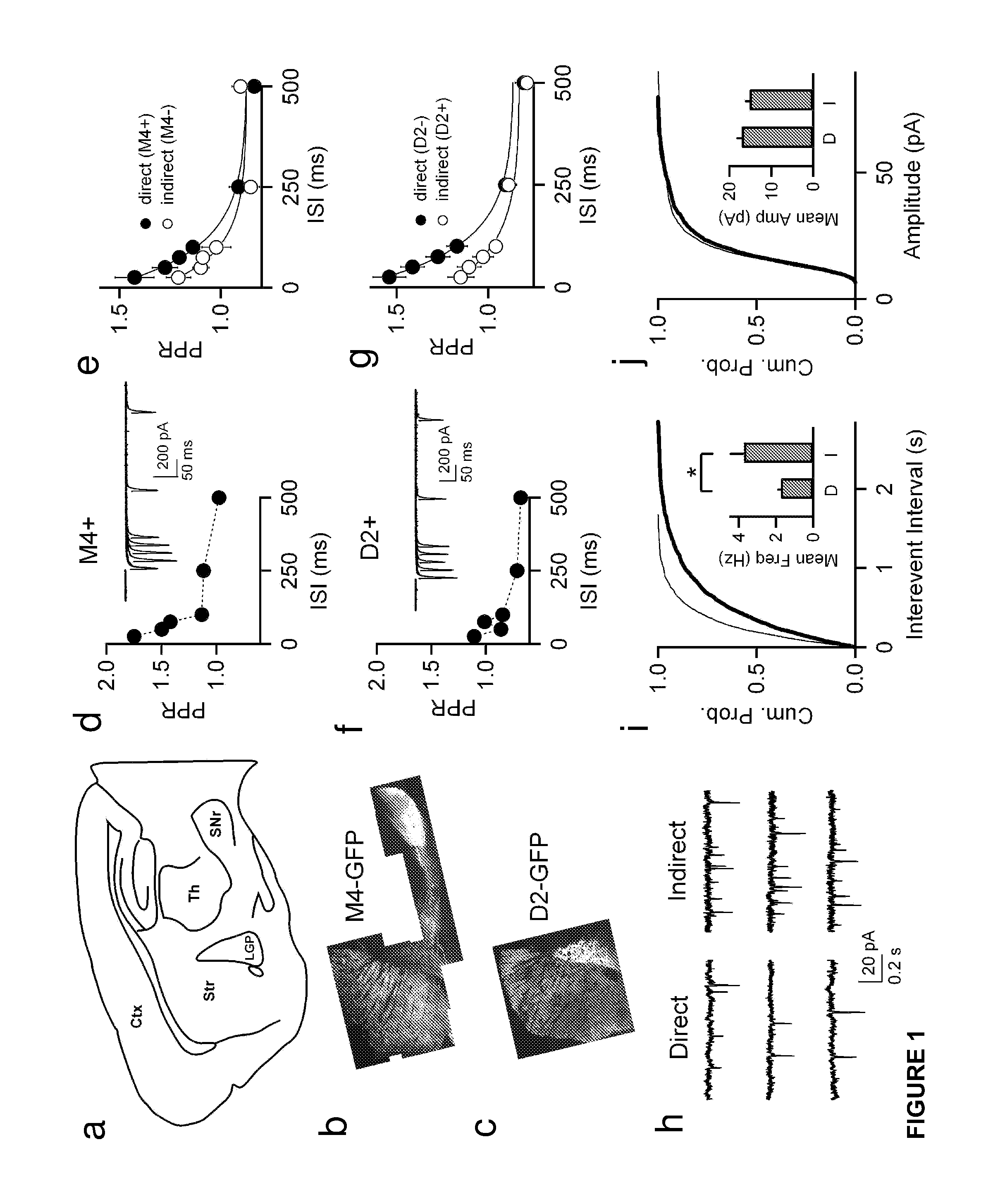 Treatment of brain disorders of the striatum