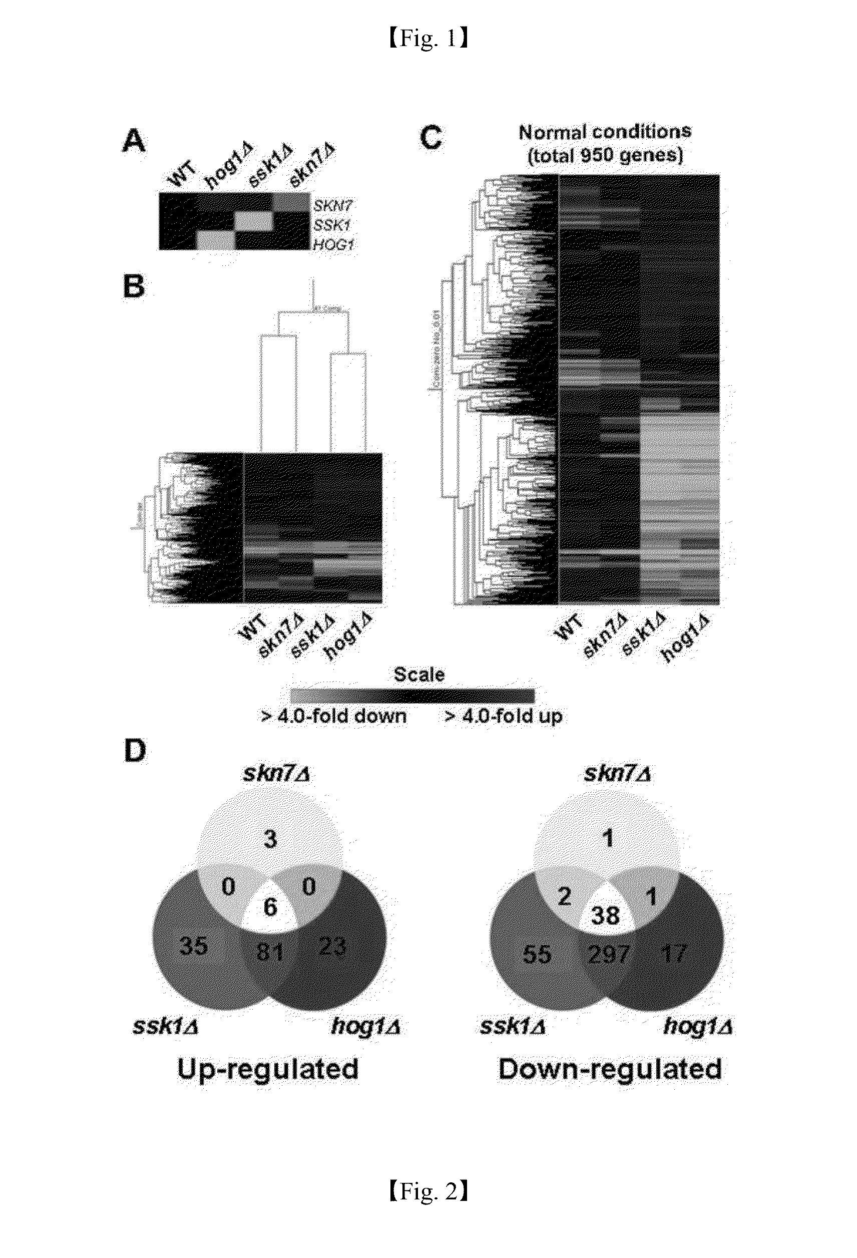 Use of the Genes in the Hog, Ras and cAMP Pathway for Treatment Of Fungal Infection