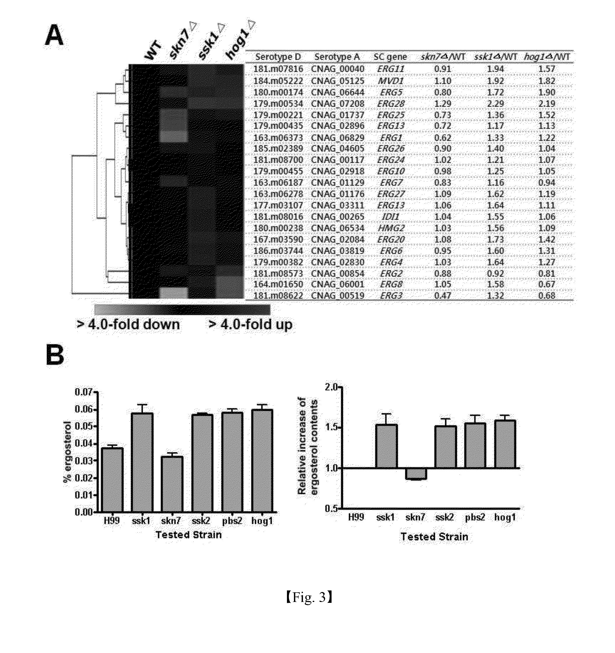 Use of the Genes in the Hog, Ras and cAMP Pathway for Treatment Of Fungal Infection