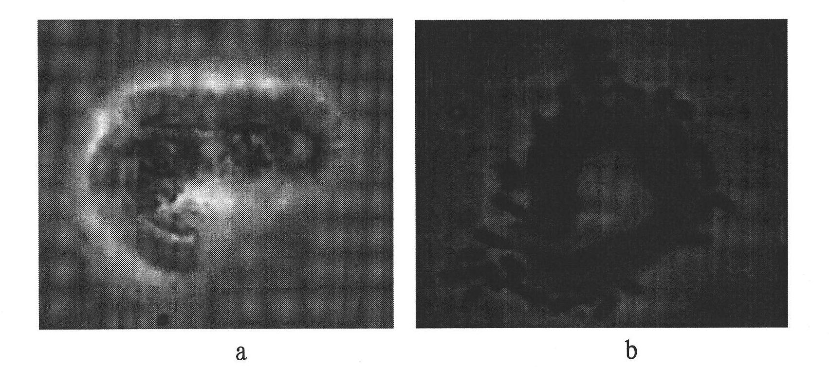 Key marker sites and applications of muc13 gene affecting susceptibility/resistance to f4ac diarrhea in piglets