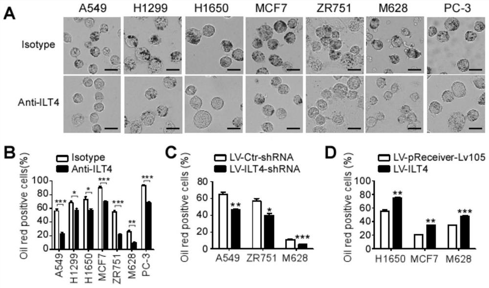 Blockade of tumor-derived ILT4 in adoptive T-cell therapy