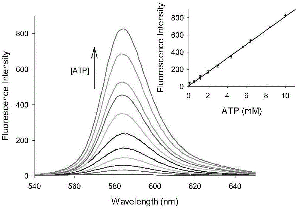 Preparation and application of ATP fluorescent probe for positioning mitochondria