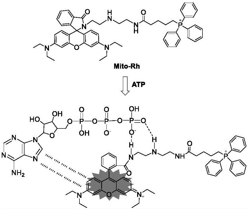 Preparation and application of ATP fluorescent probe for positioning mitochondria