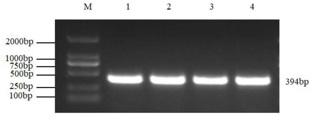 A SNP molecular marker affecting weaning weight traits of Alpine Merino sheep and its application