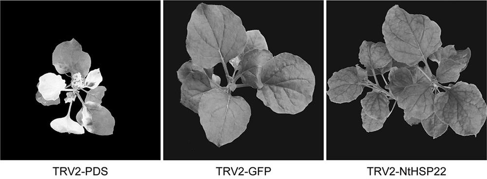 Tobacco heat shock protein hsp22 and its application