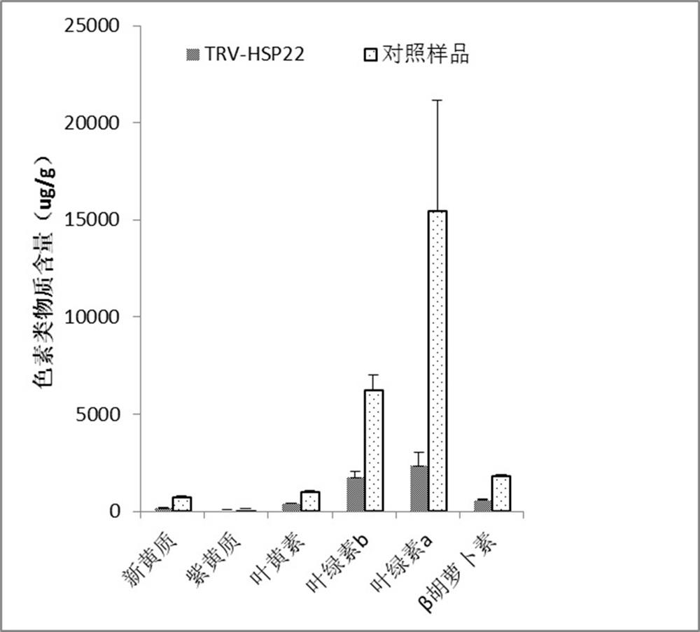 Tobacco heat shock protein hsp22 and its application