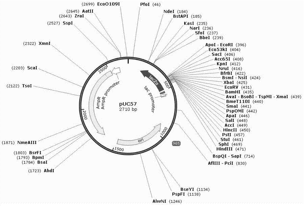 A fusion protein sacp, encoding gene, engineering bacteria and application thereof