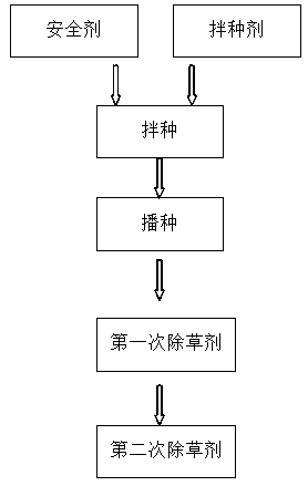 Safener used for protecting grain crops and application of safener