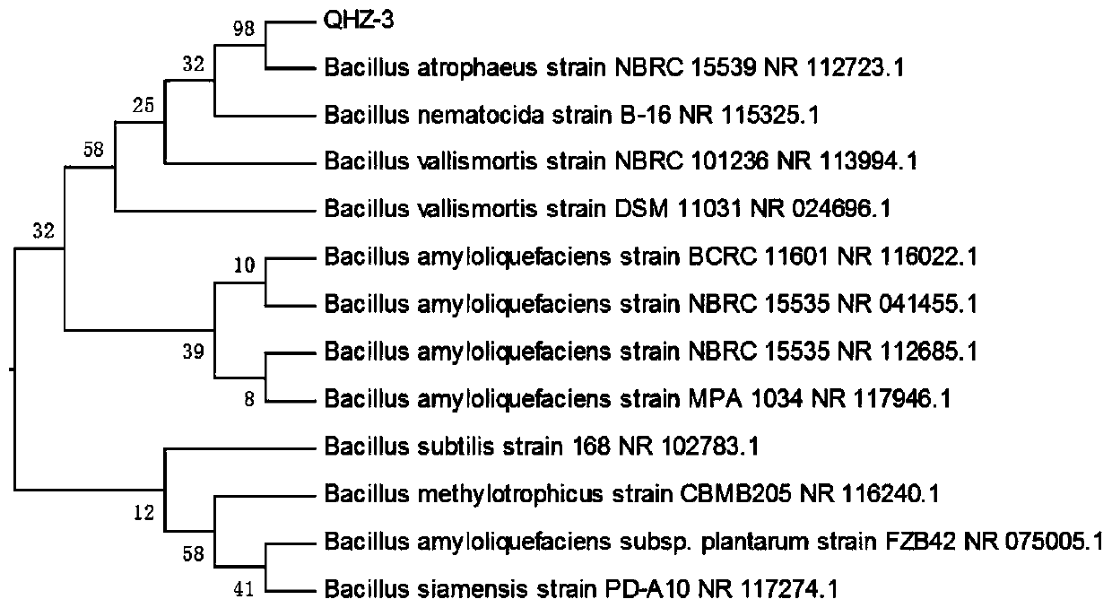 Microbial organic fertilizer and applications thereof