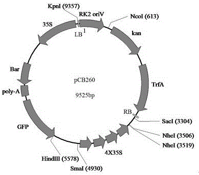 Method for obtaining brassica napus material suitable for high-density planting and mechanized harvesting