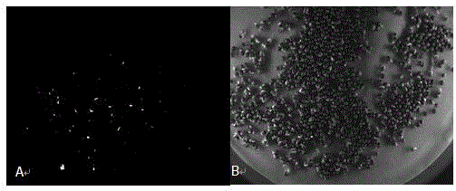 Method for obtaining brassica napus material suitable for high-density planting and mechanized harvesting