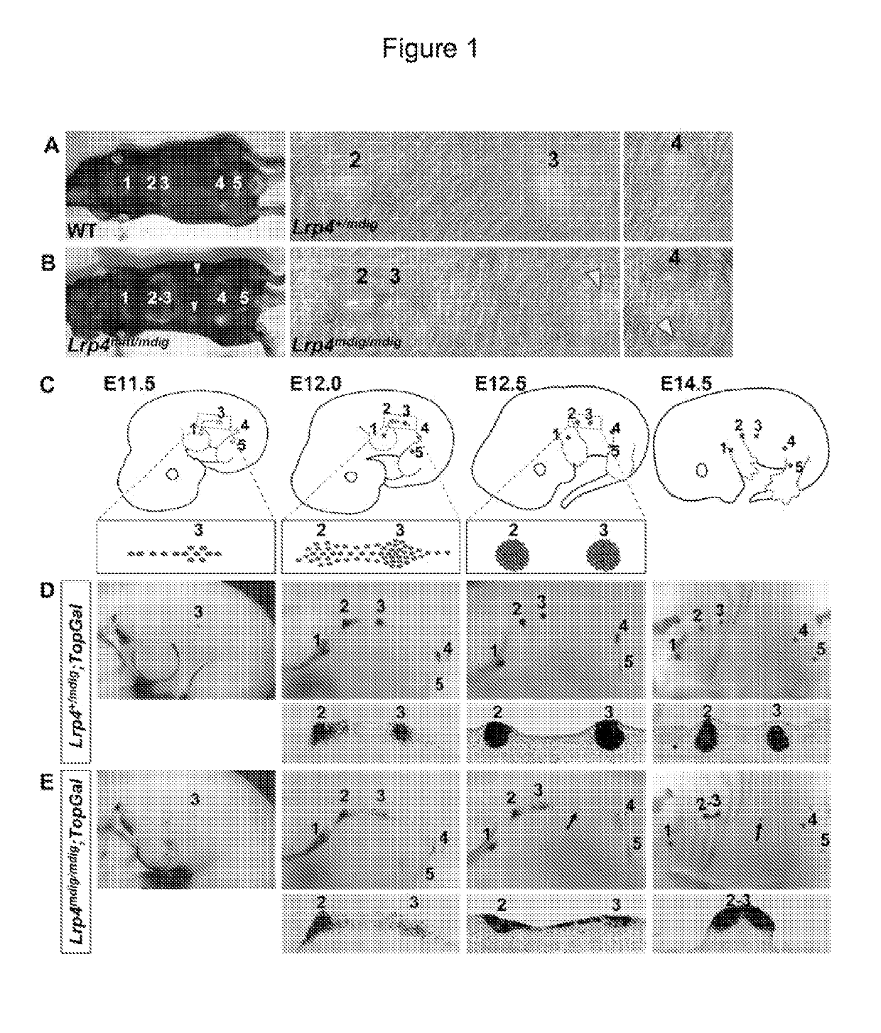 Antibodies for modulating binding between lrp and wise