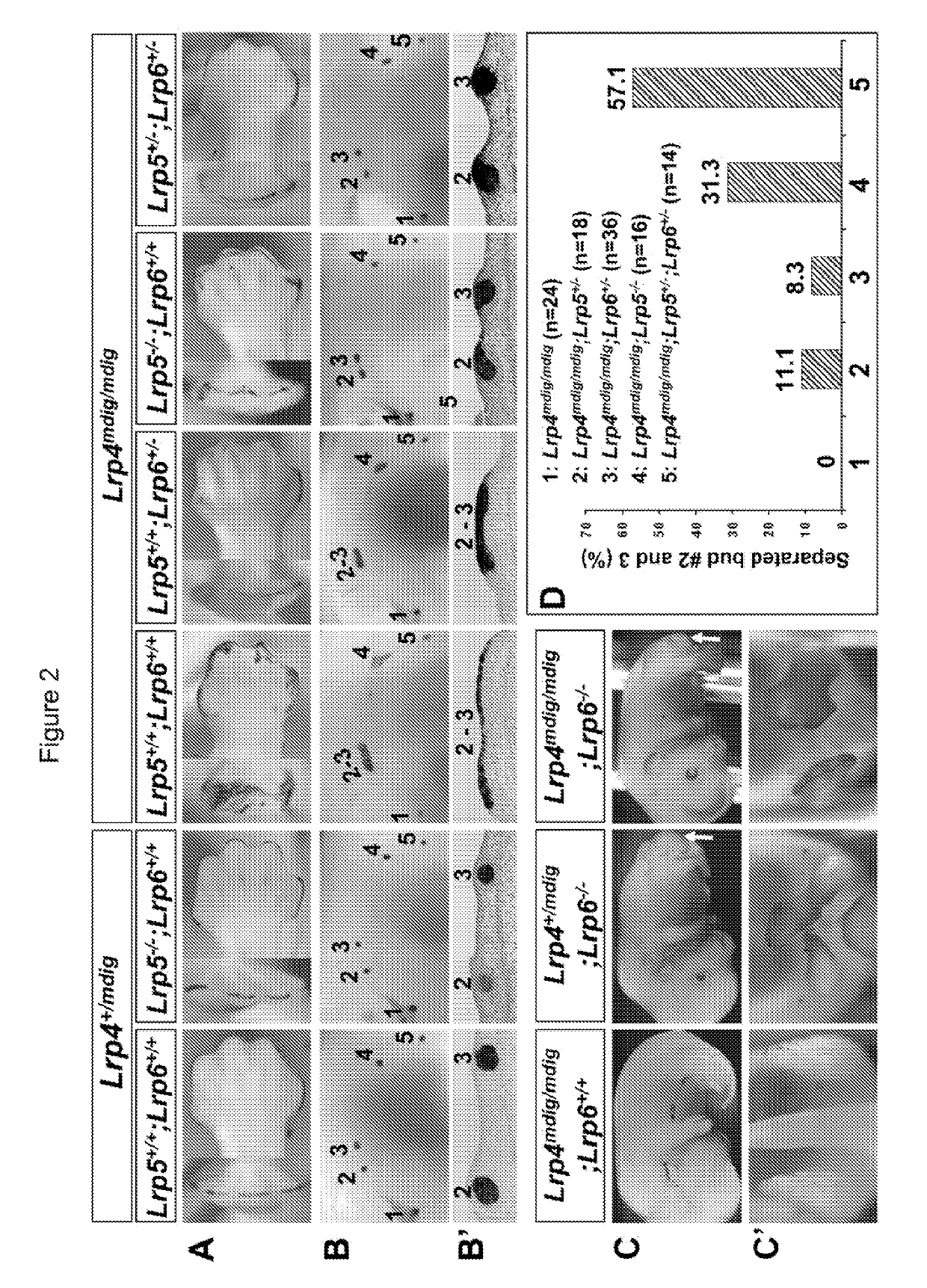 Antibodies for modulating binding between lrp and wise