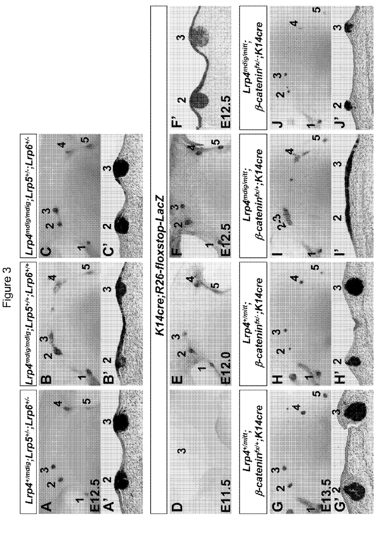 Antibodies for modulating binding between lrp and wise