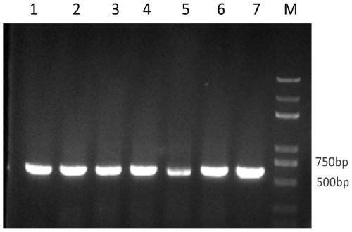 Reagent and method capable of simply and effectively extracting plant pathogenic fungus genomic DNA