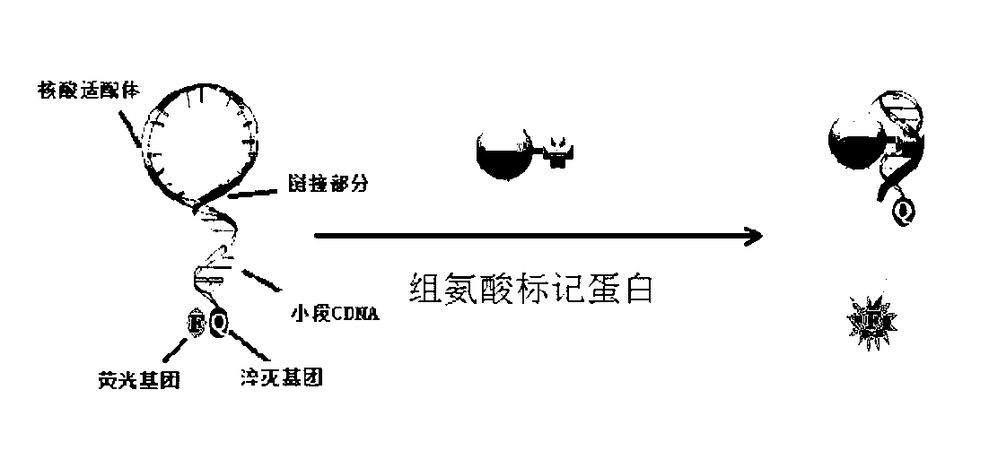 Nucleic acid aptamer molecular beacon probe for detecting histidine-tag recombinant proteins and detection method thereof