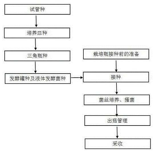 Preparation method of liquid fermentation spawns for industrial cultivation of agrocybe aegirit